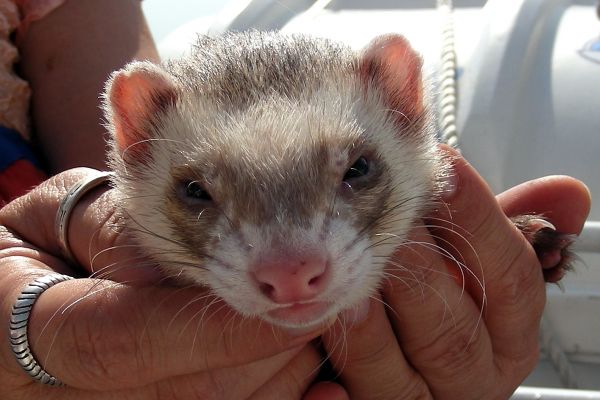 A little ferret