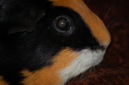 Guinea Pig Picture