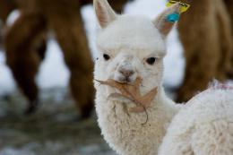 Llama Picture