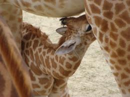 babygiraffe