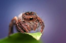 Cyclope Spider Picture