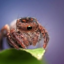 CyclopeSpider