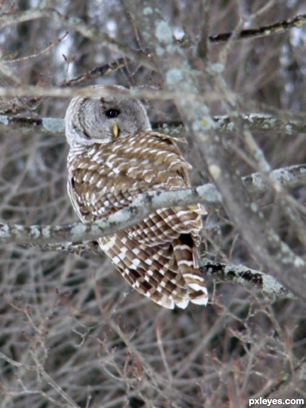 Hoot, I have my eye on you