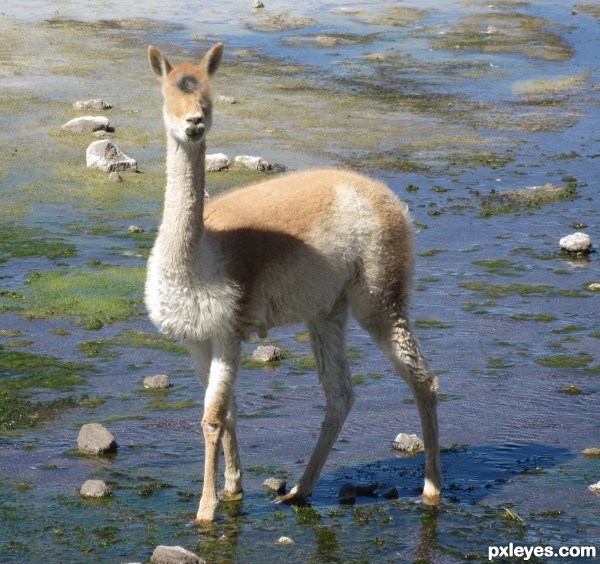 Creation of Cyclops-Vicuna: Step 3