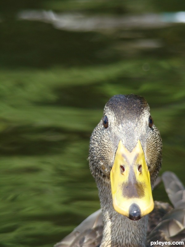 Creation of Quack, quack!: Step 1