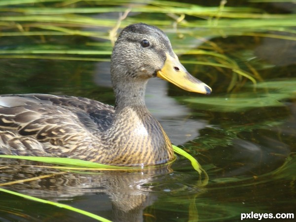Creation of Quack, quack!: Step 2