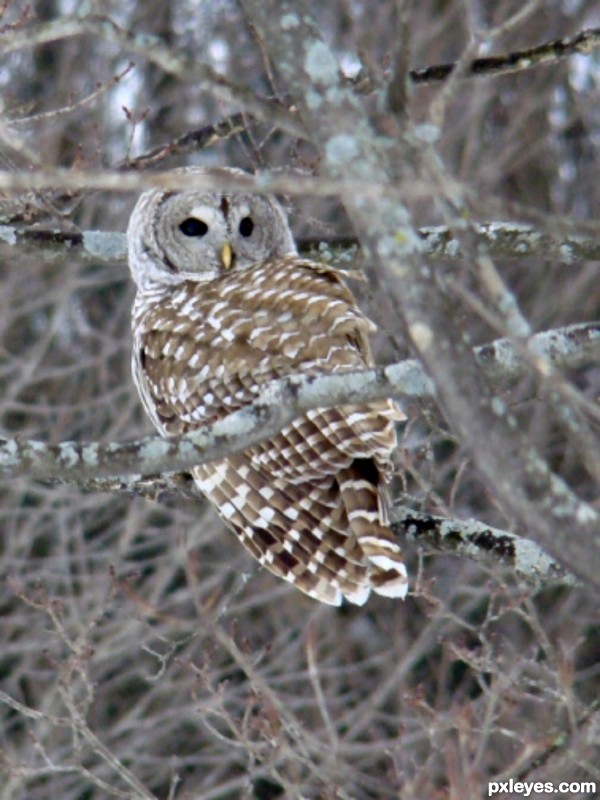 Creation of Hoot, I have my eye on you: Step 1
