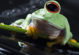 frog