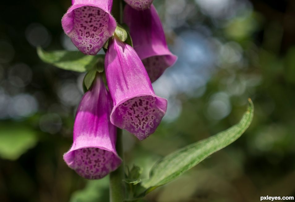 Digitalis