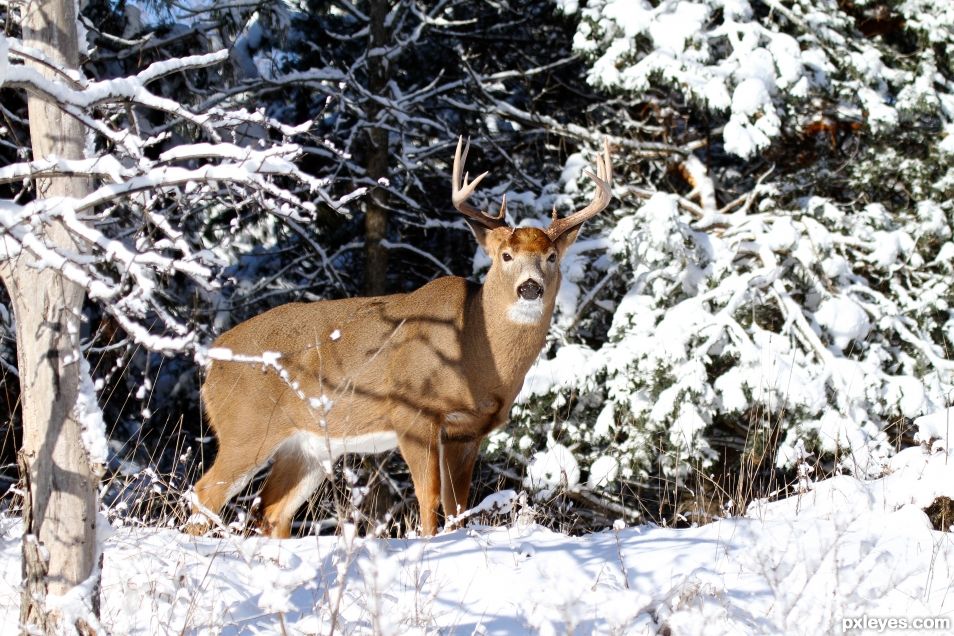 Whitetail Deer