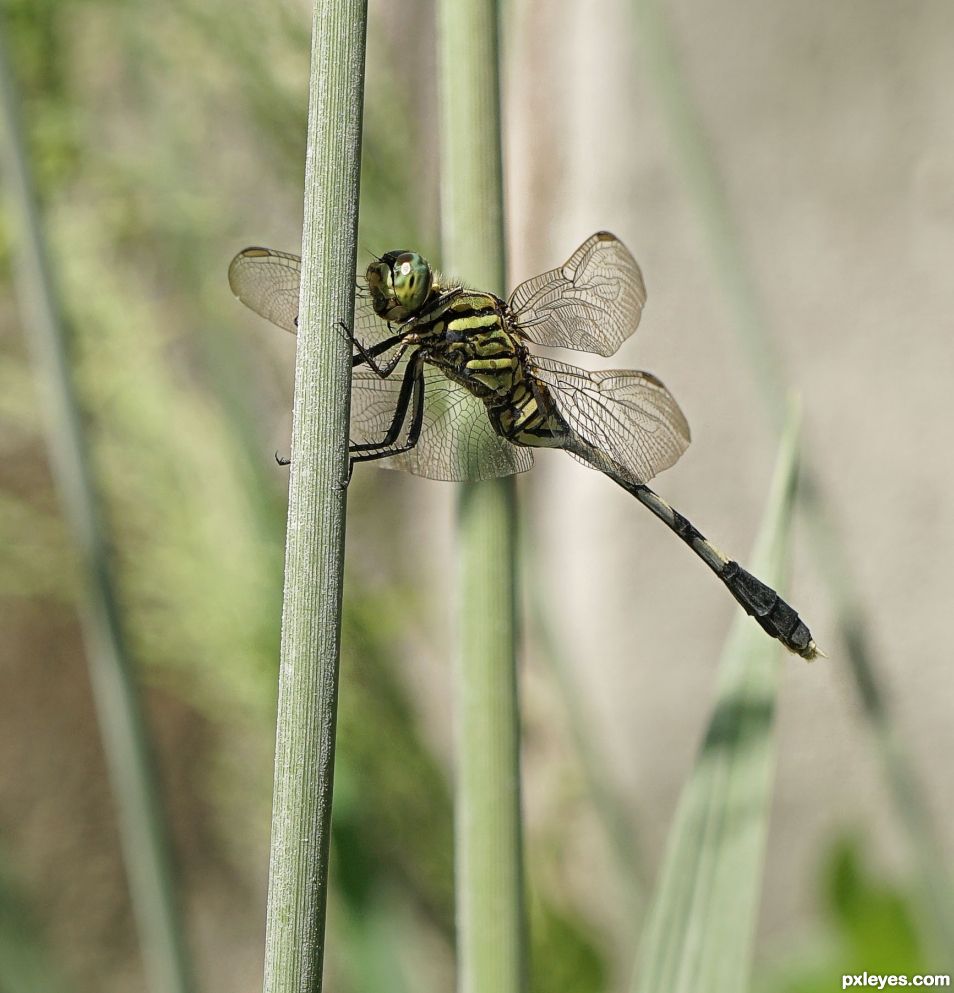 David, the Dragonfly in Dubai