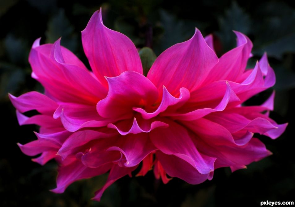 Drooping Dahlia