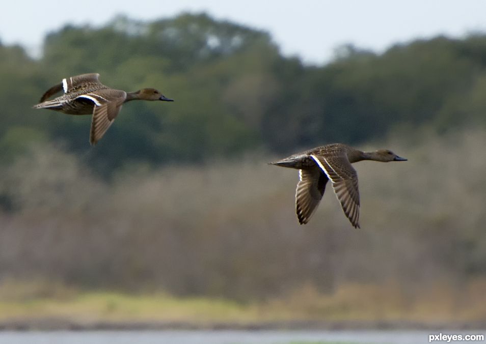 Ducks