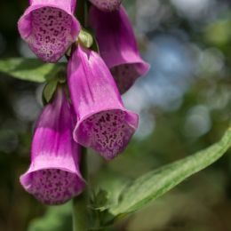 Digitalis