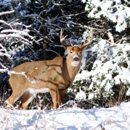 WhitetailDeer