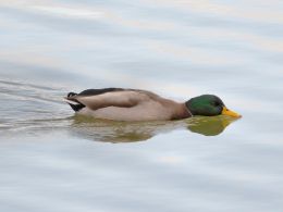 Drinking Duck