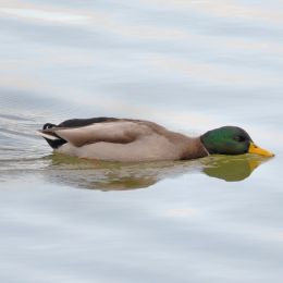 DrinkingDuck