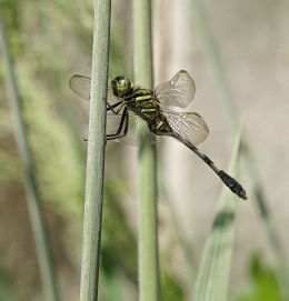 David, the Dragonfly in Dubai