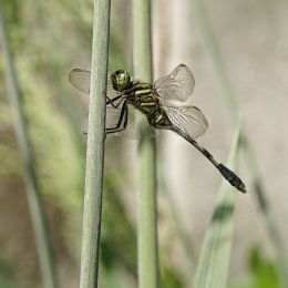 David, the Dragonfly in Dubai Picture