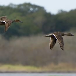 Ducks