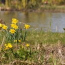 daffodils photoshop contest