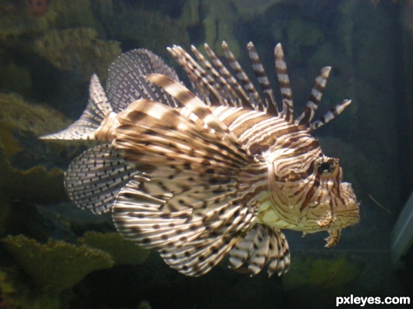 Lionfish