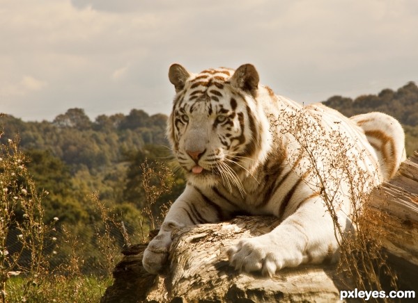 White Tiger