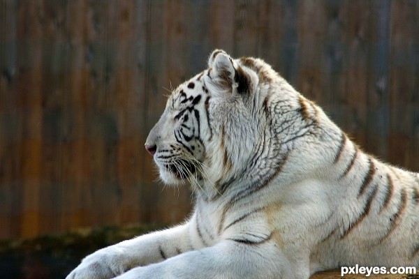 White Tiger