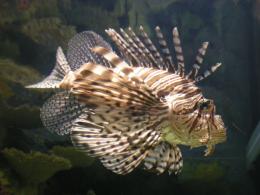 Lionfish