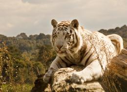 White Tiger