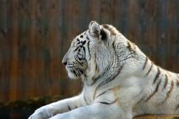 WhiteTiger