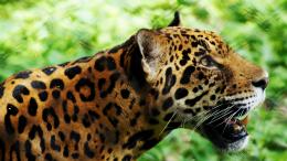 cheetahorleopard