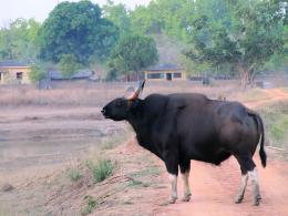 gaur