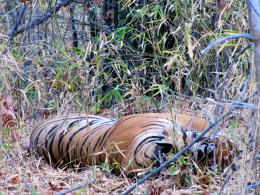 tiger sleeping