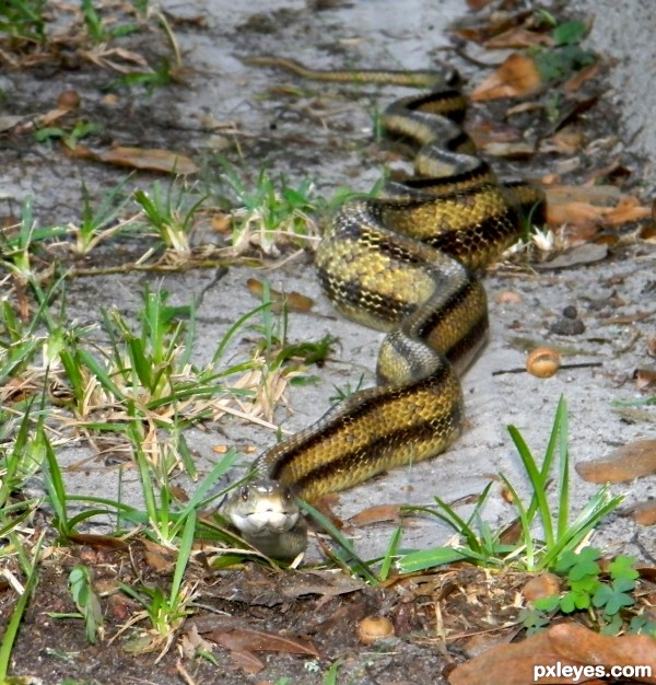 Back Yard Intruder