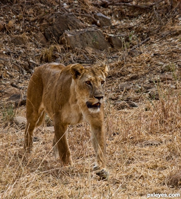 Female Lion