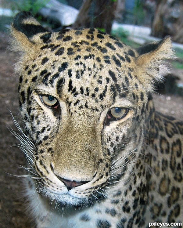 Leopard