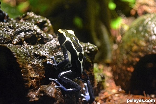 Poison dart frog