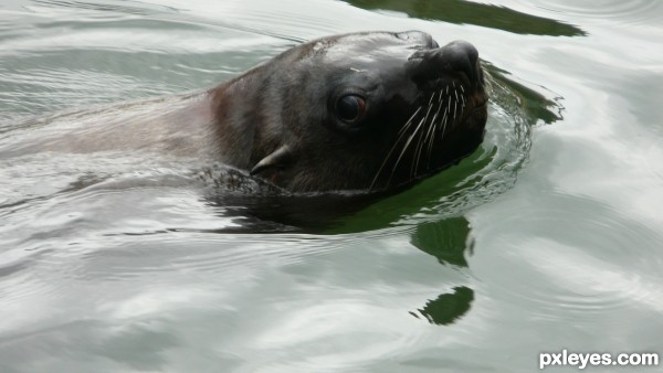 sealion