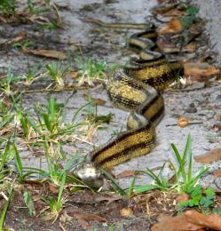 Back Yard Intruder