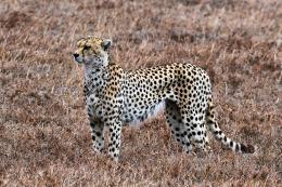 Cheetah