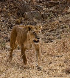 FemaleLion