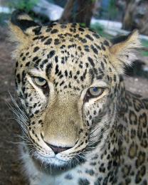 Leopard