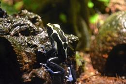 Poisondartfrog