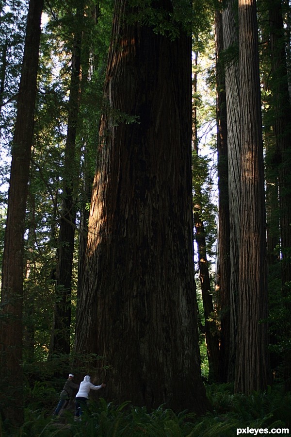 Dappled Giant