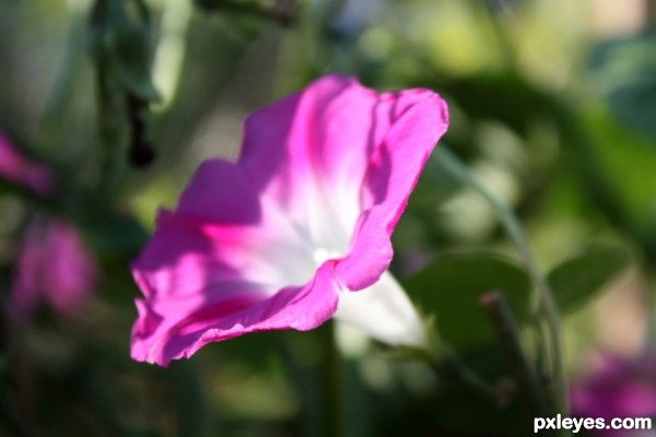 Ipomoea purpurea