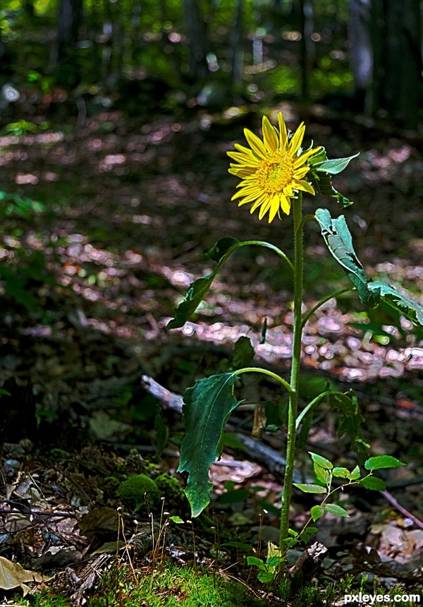 SunFlower