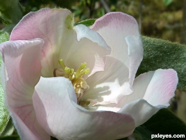 quince flower 