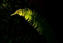 A Single Fern