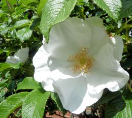 Dog Rose